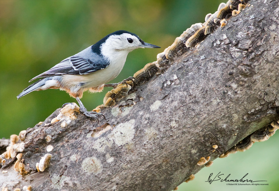 Wildlife Photography Galery Image