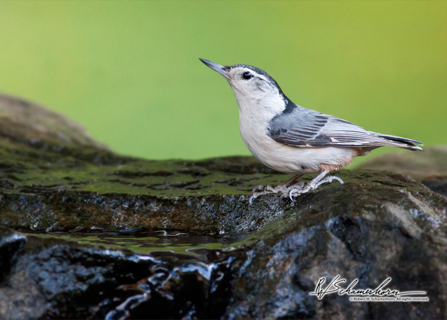 Wildlife Photography Galery Image