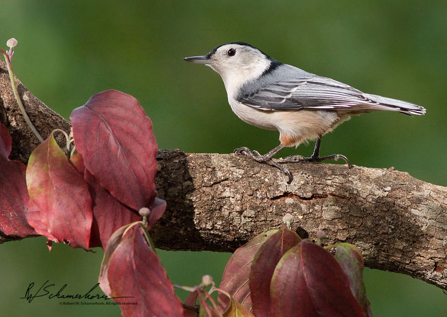 Wildlife Photography Galery Image