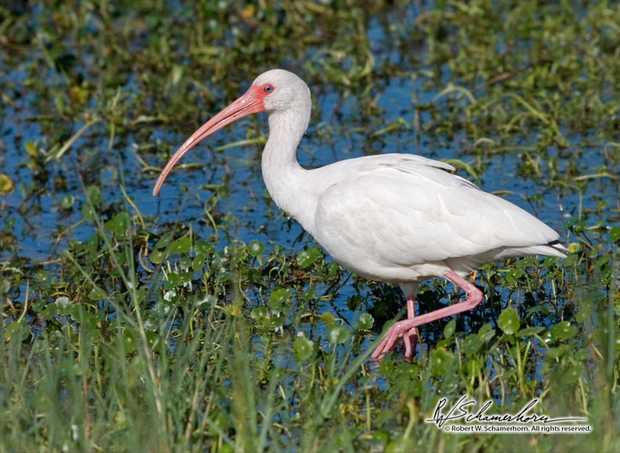 Wildlife Photography Gallery Image