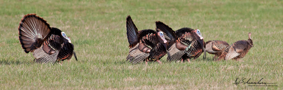 Wildlife Photography Galery Image