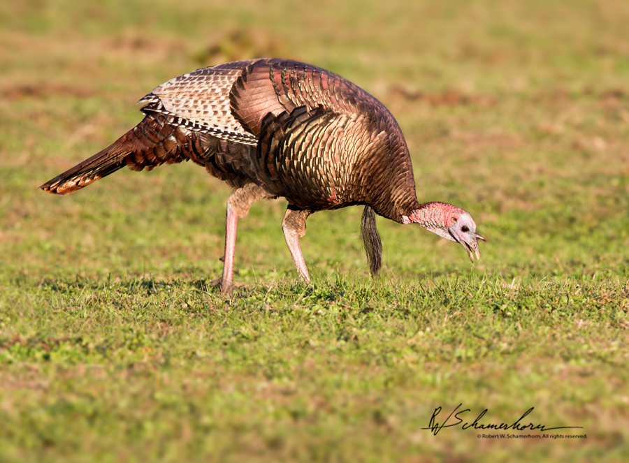 Wildlife Photography Galery Image