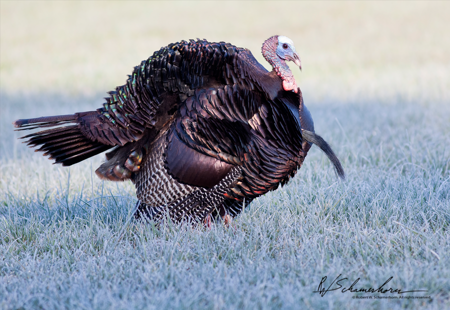 Wildlife Photography Galery Image