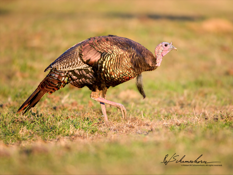 Wildlife Photography Galery Image