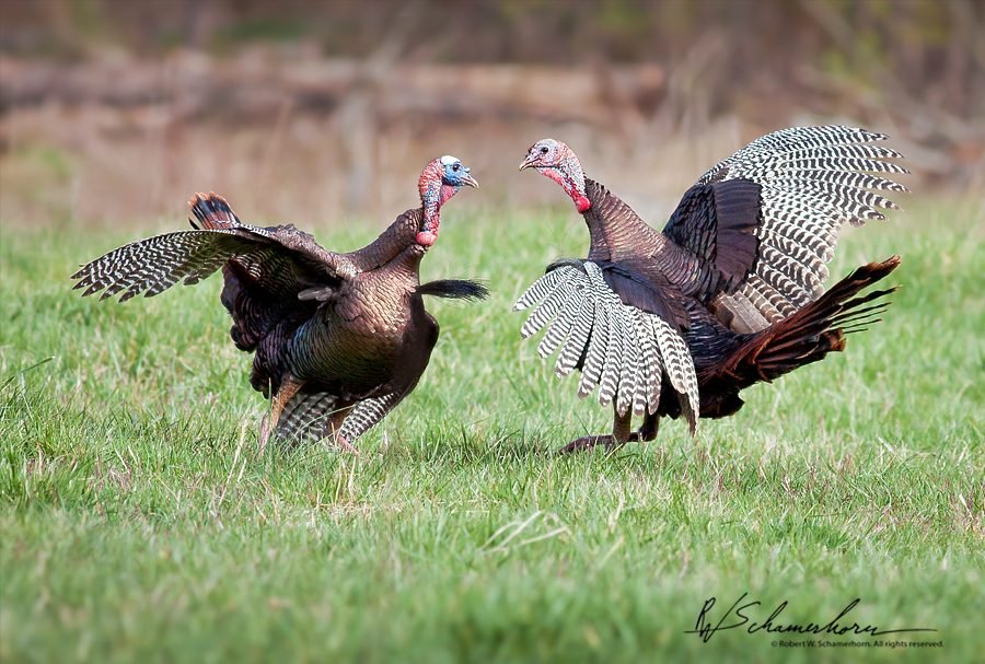 Wildlife Photography Galery Image