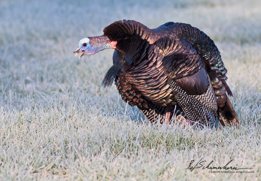 Wildlife Photography Galery Image