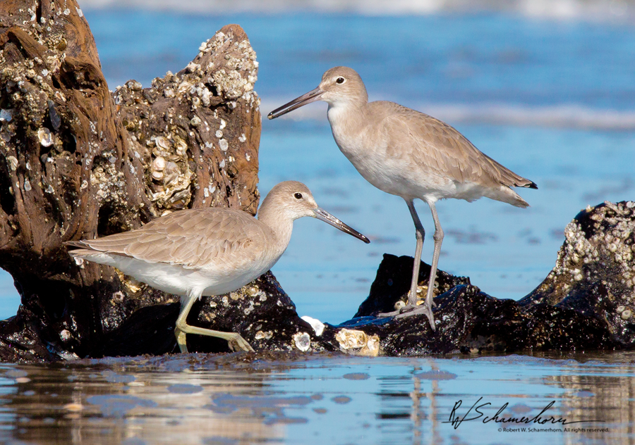 Wildlife Photography Galery Image