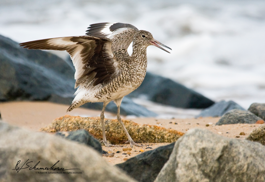 Wildlife Photography Galery Image