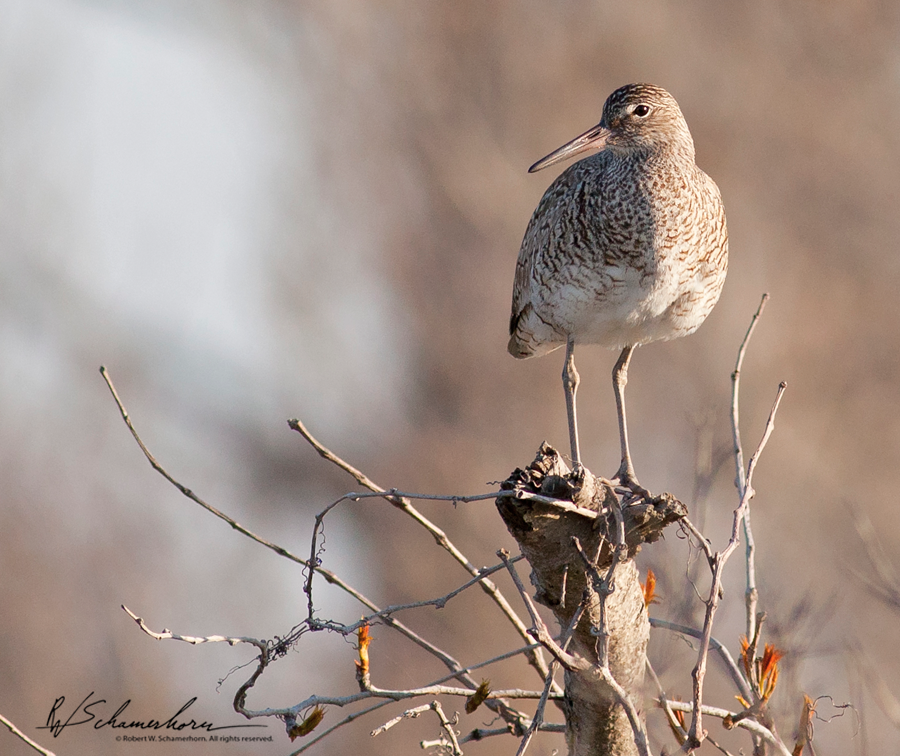 Wildlife Photography Galery Image