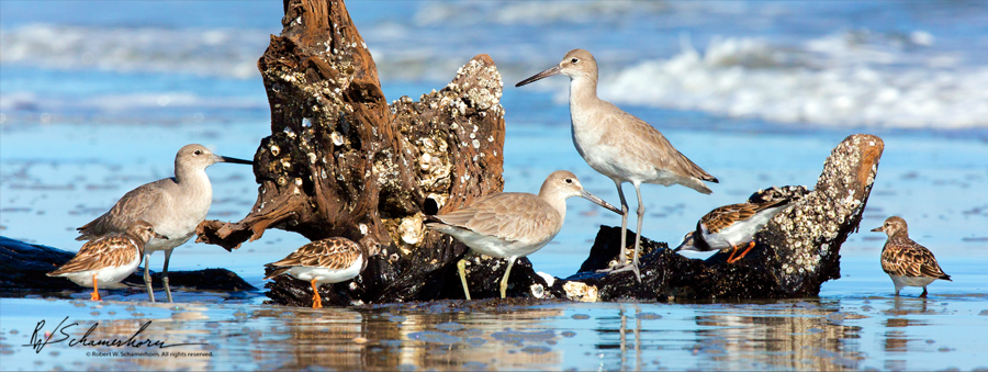 Wildlife Photography Galery Image