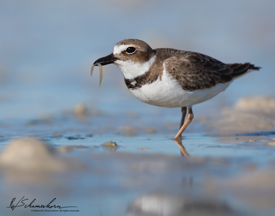 Wildlife Photography Galery Image