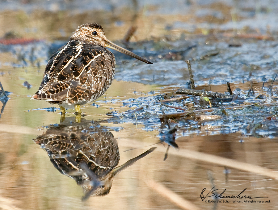 Wildlife Photography Gallery Image