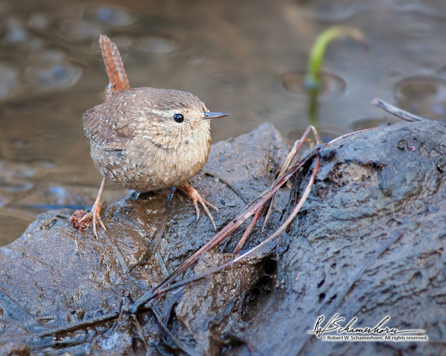 Wildlife Photography Gallery Image