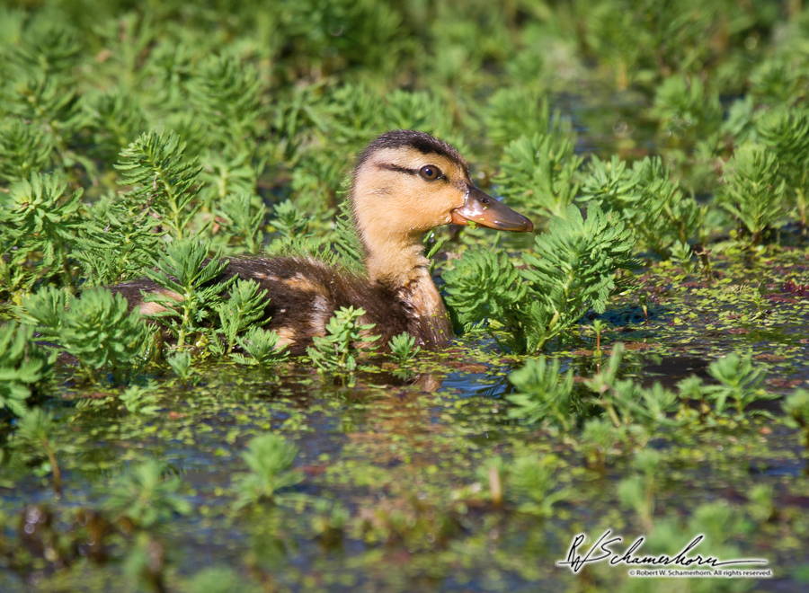 Wildlife Photography Galery Image