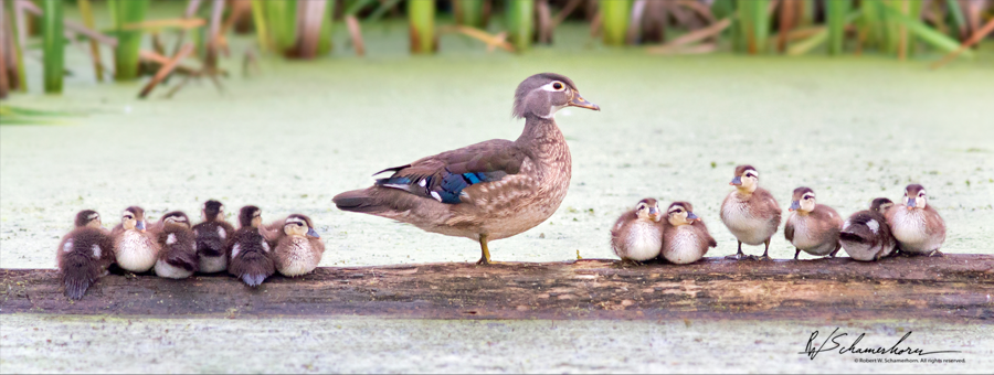 Wildlife Photography Galery Image