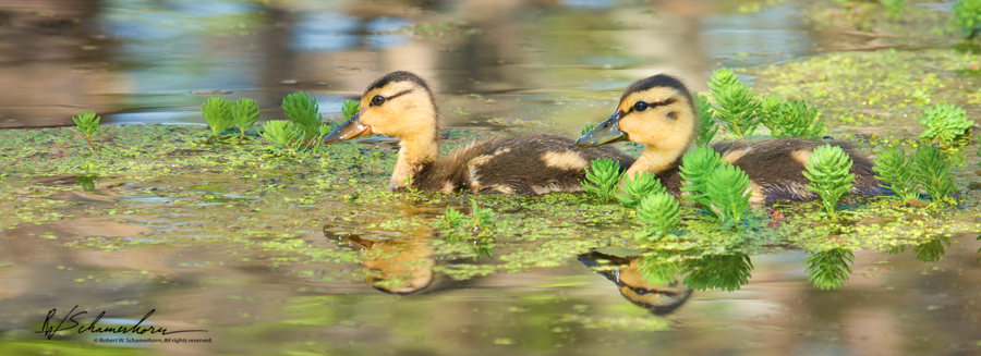 Wildlife Photography Galery Image