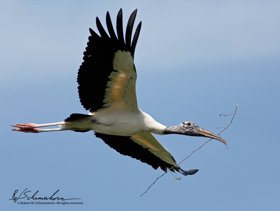 Wildlife Photography Gallery Image