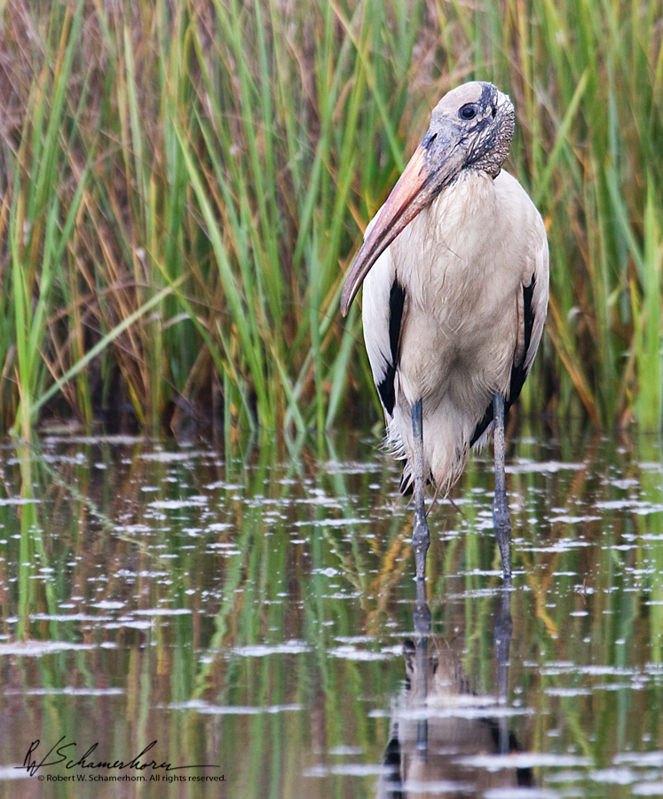 Wildlife Photography Gallery Image