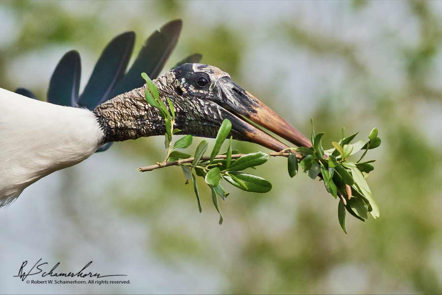 Wildlife Photography Gallery Image