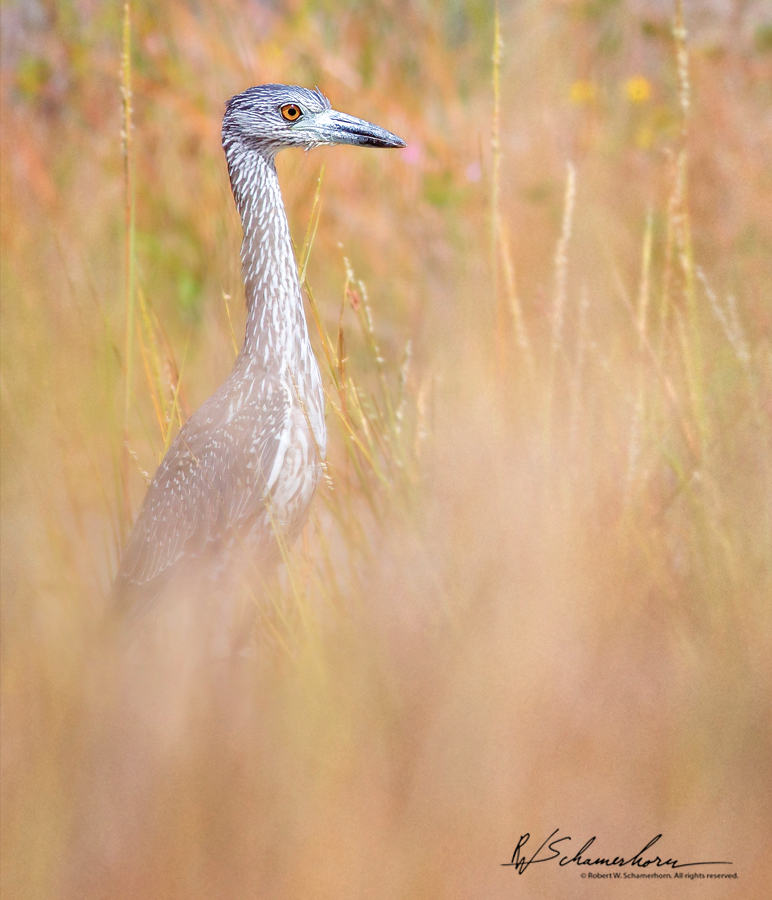 Wildlife Photography Galery Image