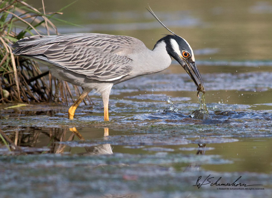 Wildlife Photography Galery Image