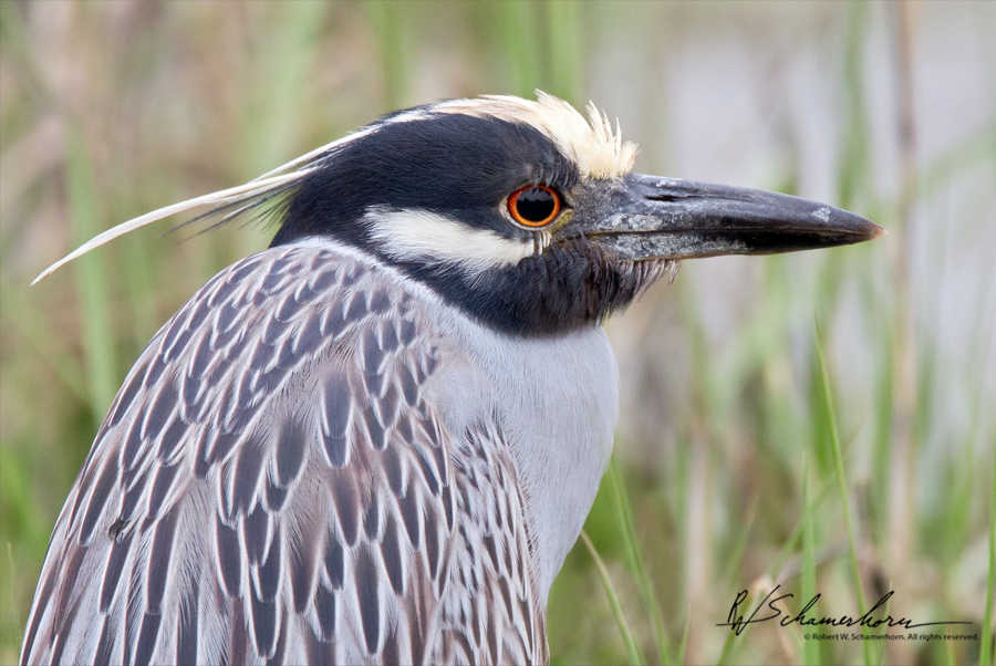 Wildlife Photography Galery Image