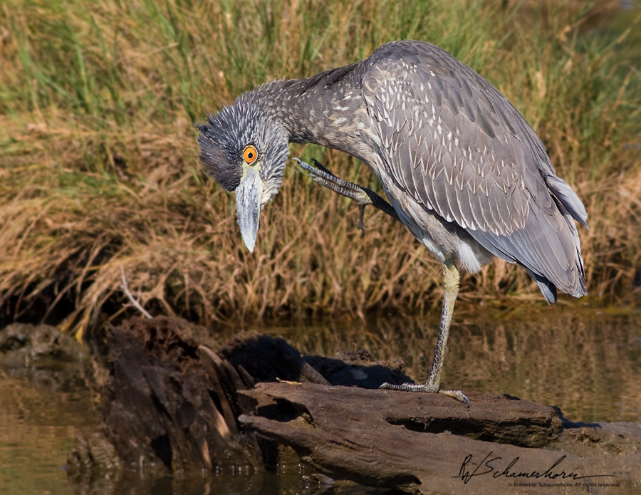 Wildlife Photography Galery Image