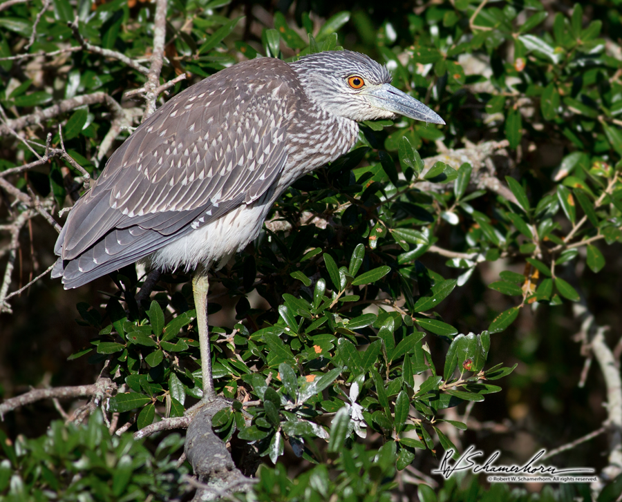 Wildlife Photography Galery Image