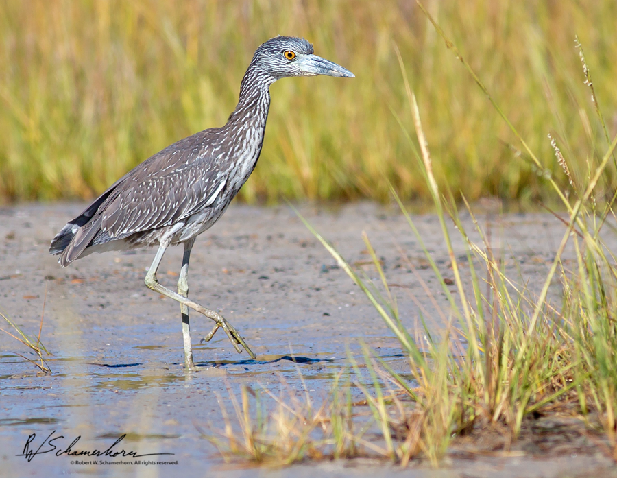 Wildlife Photography Galery Image