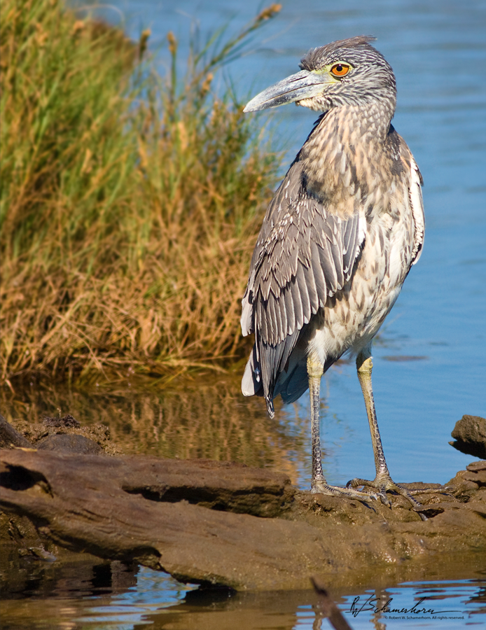 Wildlife Photography Galery Image