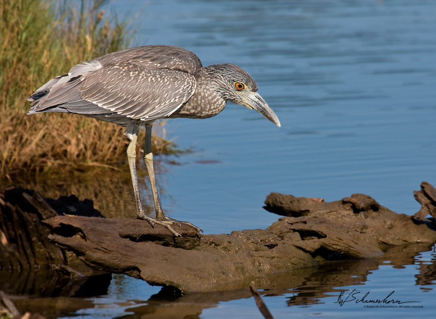 Wildlife Photography Galery Image