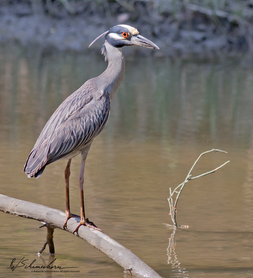 Wildlife Photography Galery Image