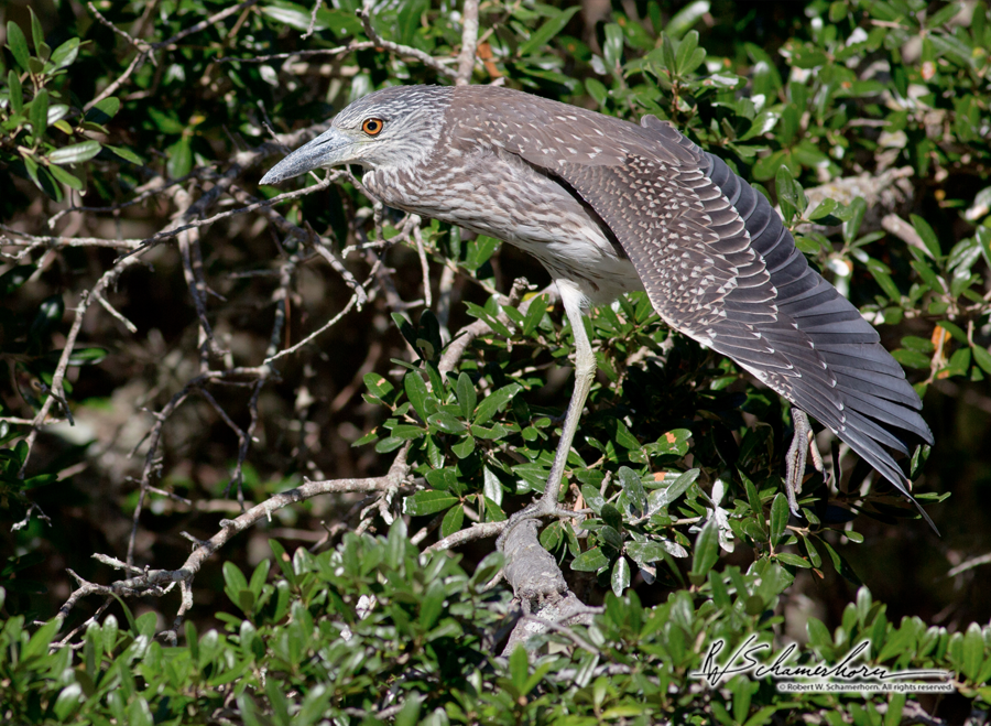 Wildlife Photography Galery Image