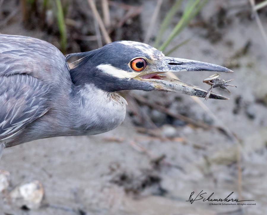 Wildlife Photography Galery Image