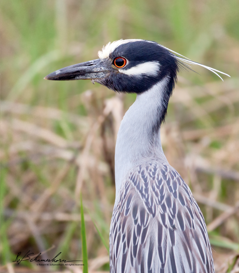 Wildlife Photography Galery Image