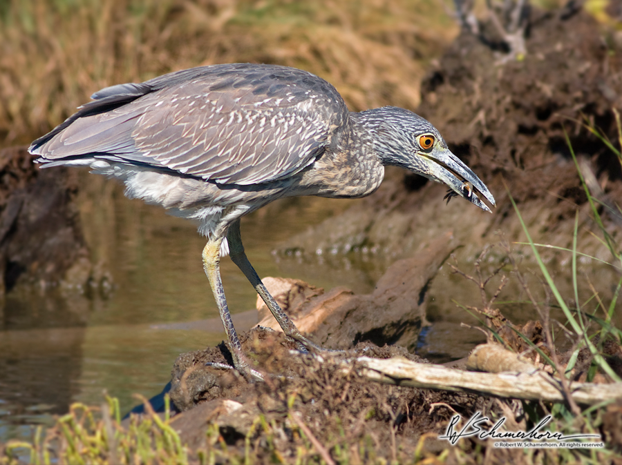 Wildlife Photography Galery Image