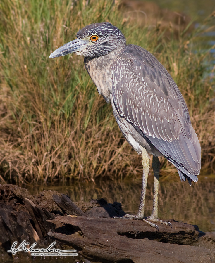 Wildlife Photography Galery Image