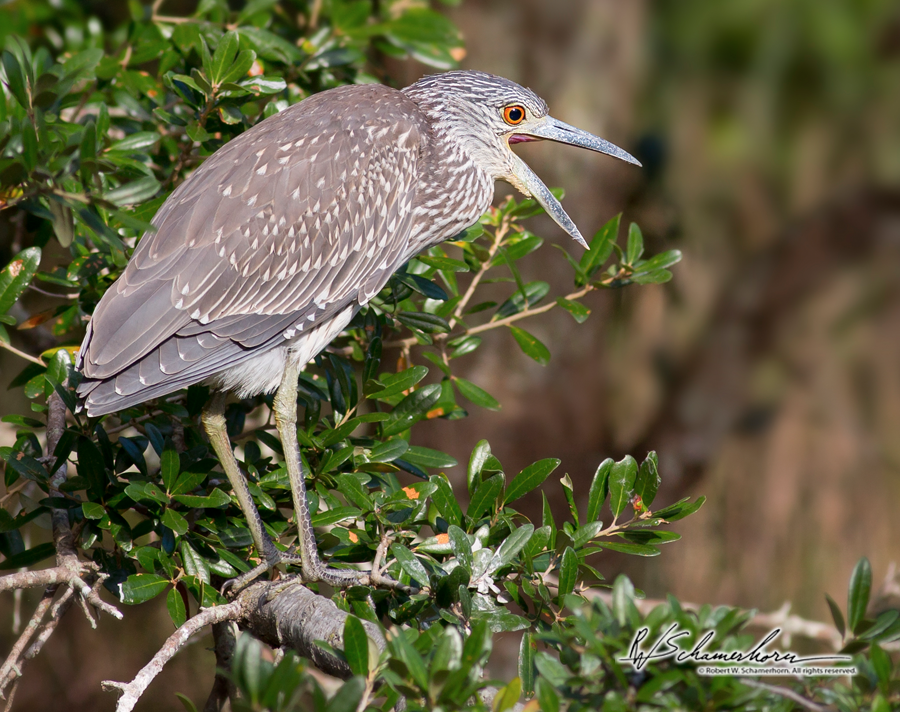 Wildlife Photography Galery Image