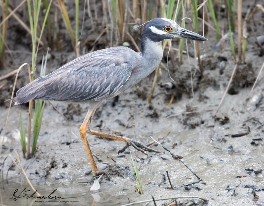 Wildlife Photography Galery Image