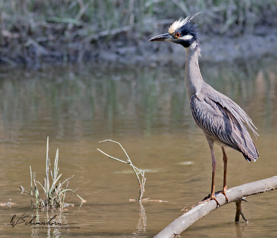 Wildlife Photography Galery Image