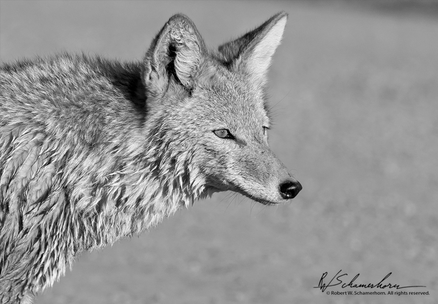 Wildlife Photography Gallery Image