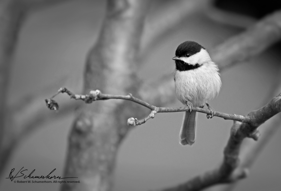 Wildlife Photography Gallery Image