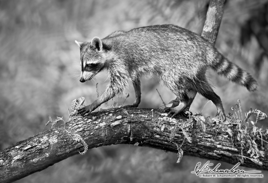 Wildlife Photography Gallery Image