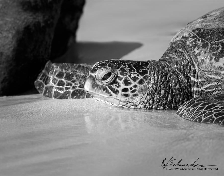 Wildlife Photography Gallery Image