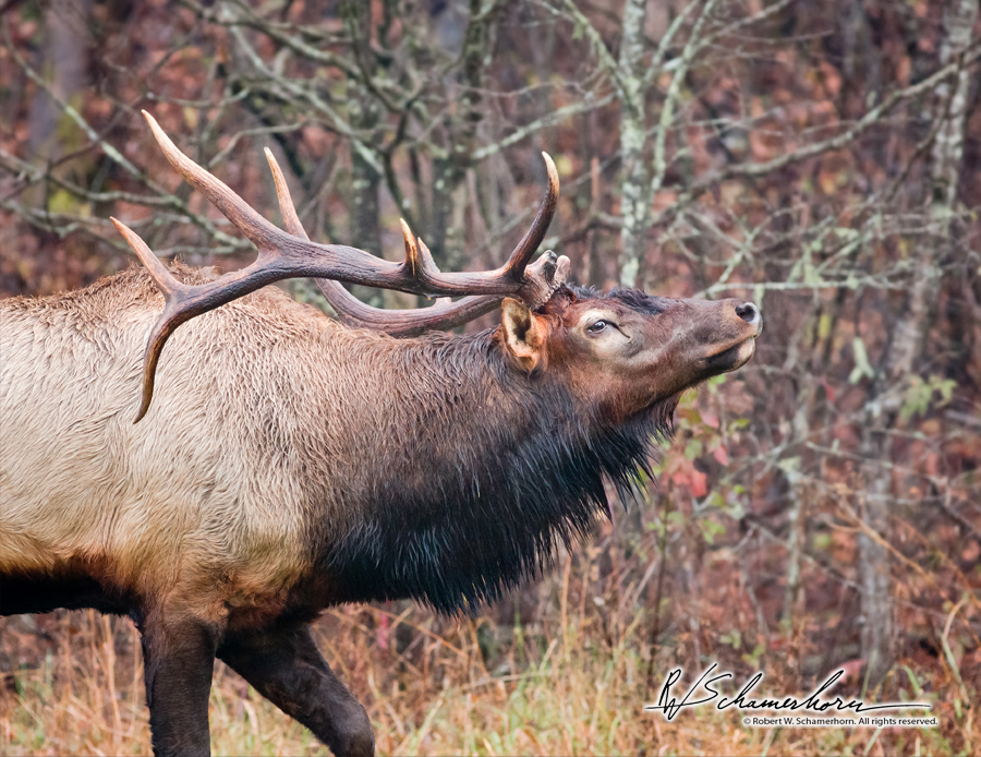 Wildlife Photography Gallery Image