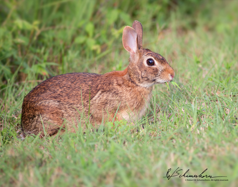 Wildlife Photography Gallery Image