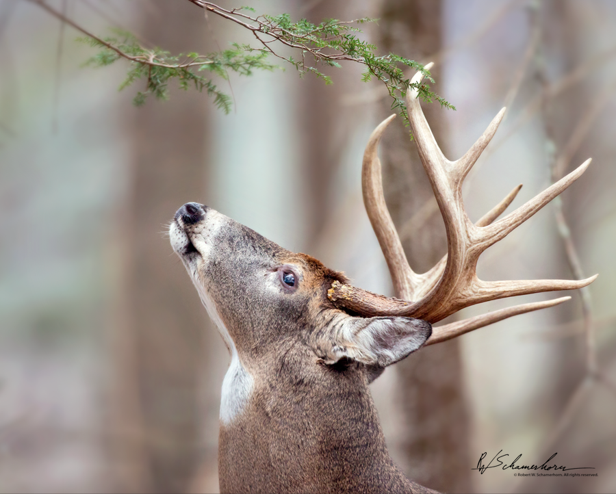 Wildlife Photography Gallery Image