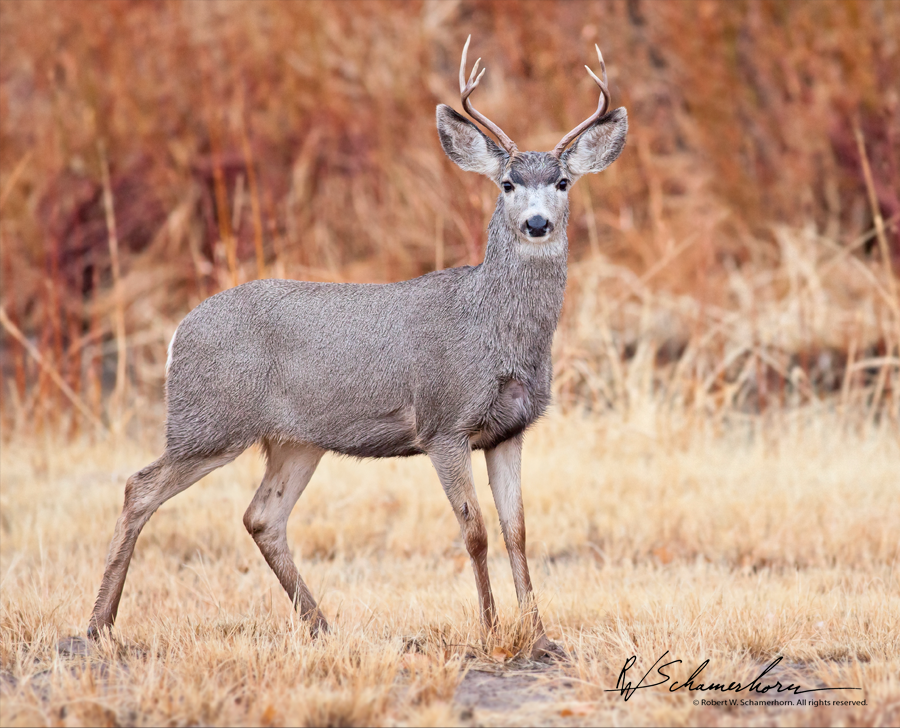 Wildlife Photography Gallery Image