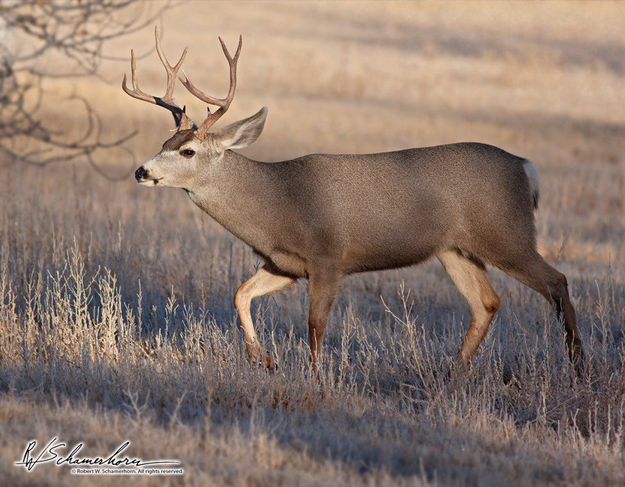 Wildlife Photography Gallery Image