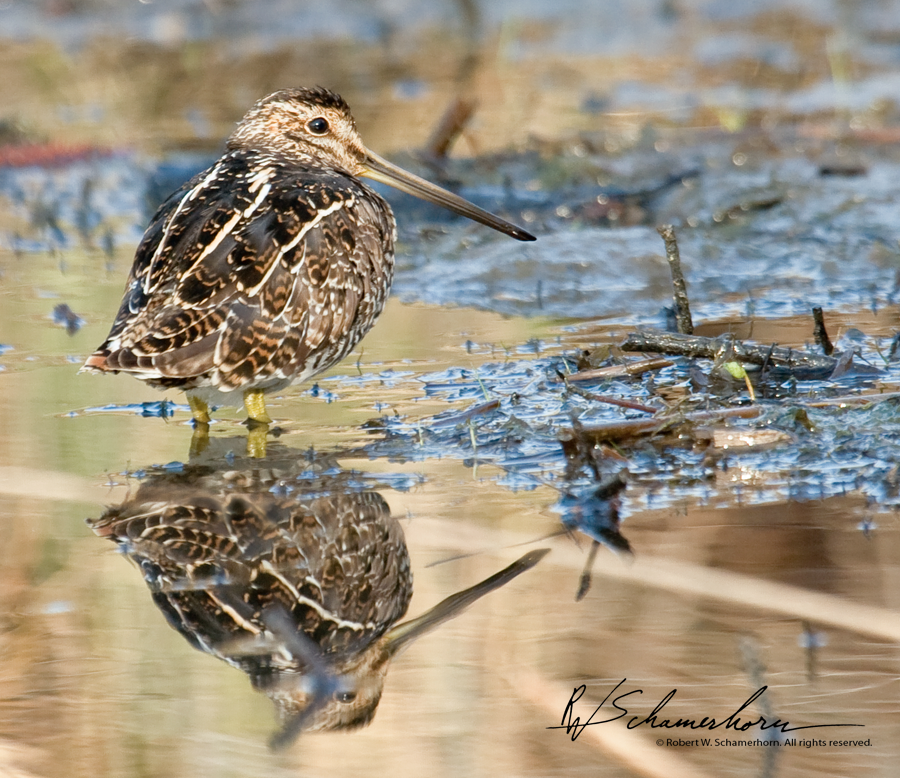 Wildlife Photography Gallery Image